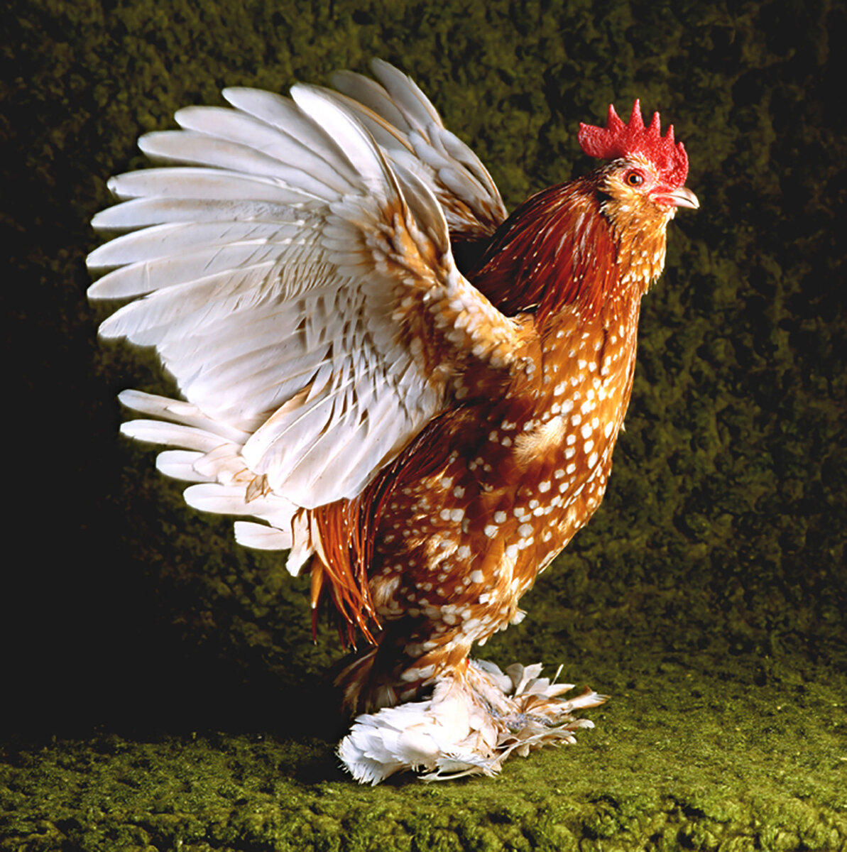 The Magnificent Chicken: Portraits of the Fairest Fowl